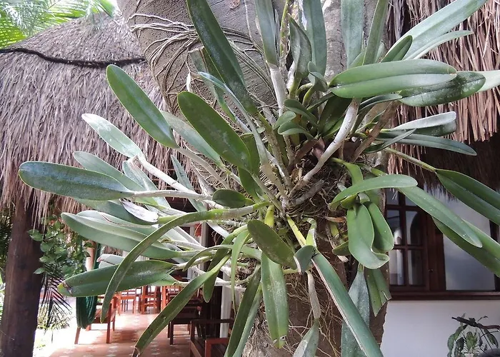 Casaejido 3* Playa del Carmen